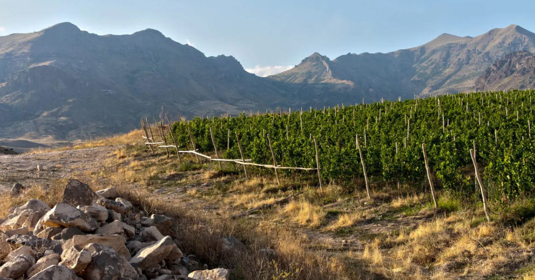 Why Armenia Is the Birthplace of Wine | The 6,000-Year Story