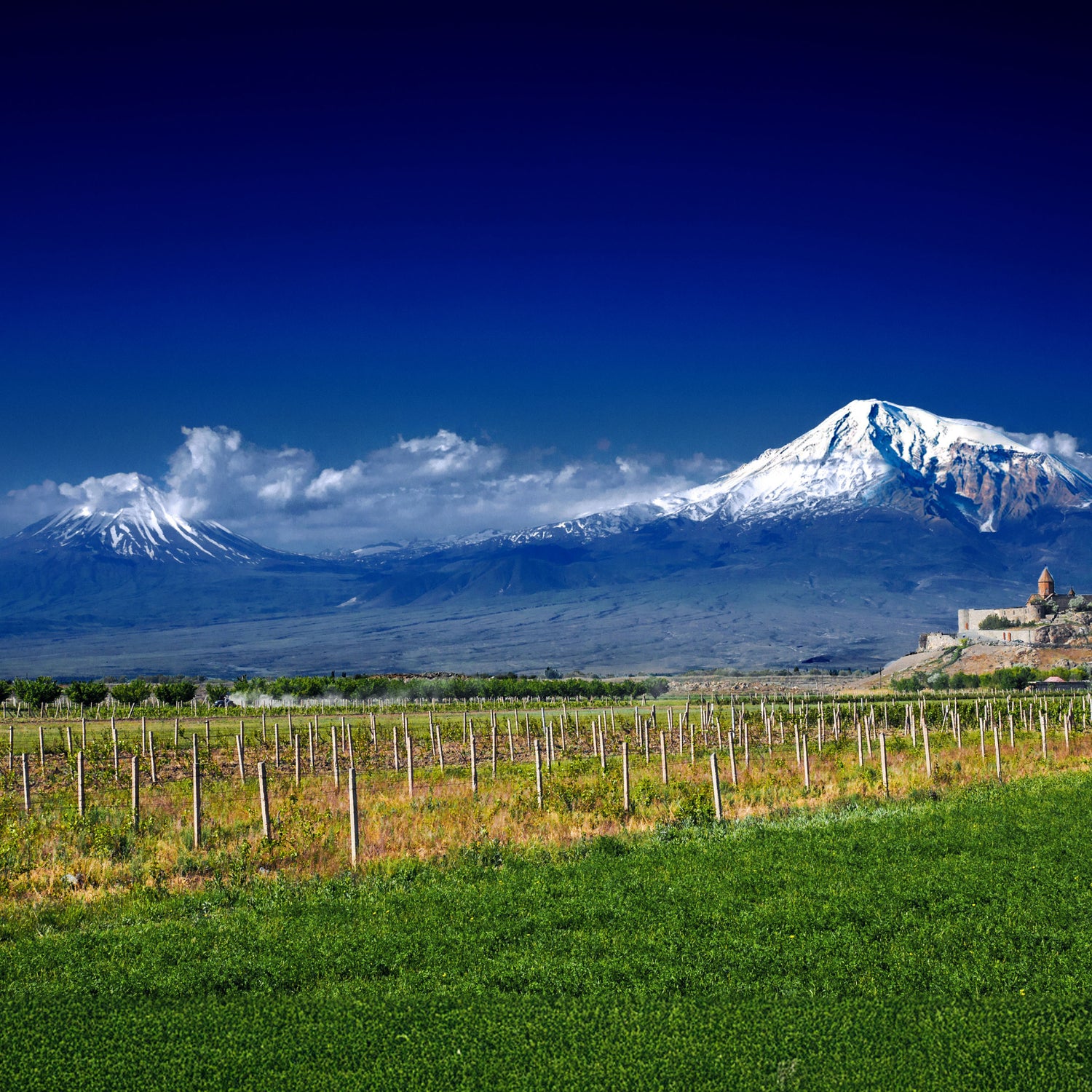 Franzese Wine