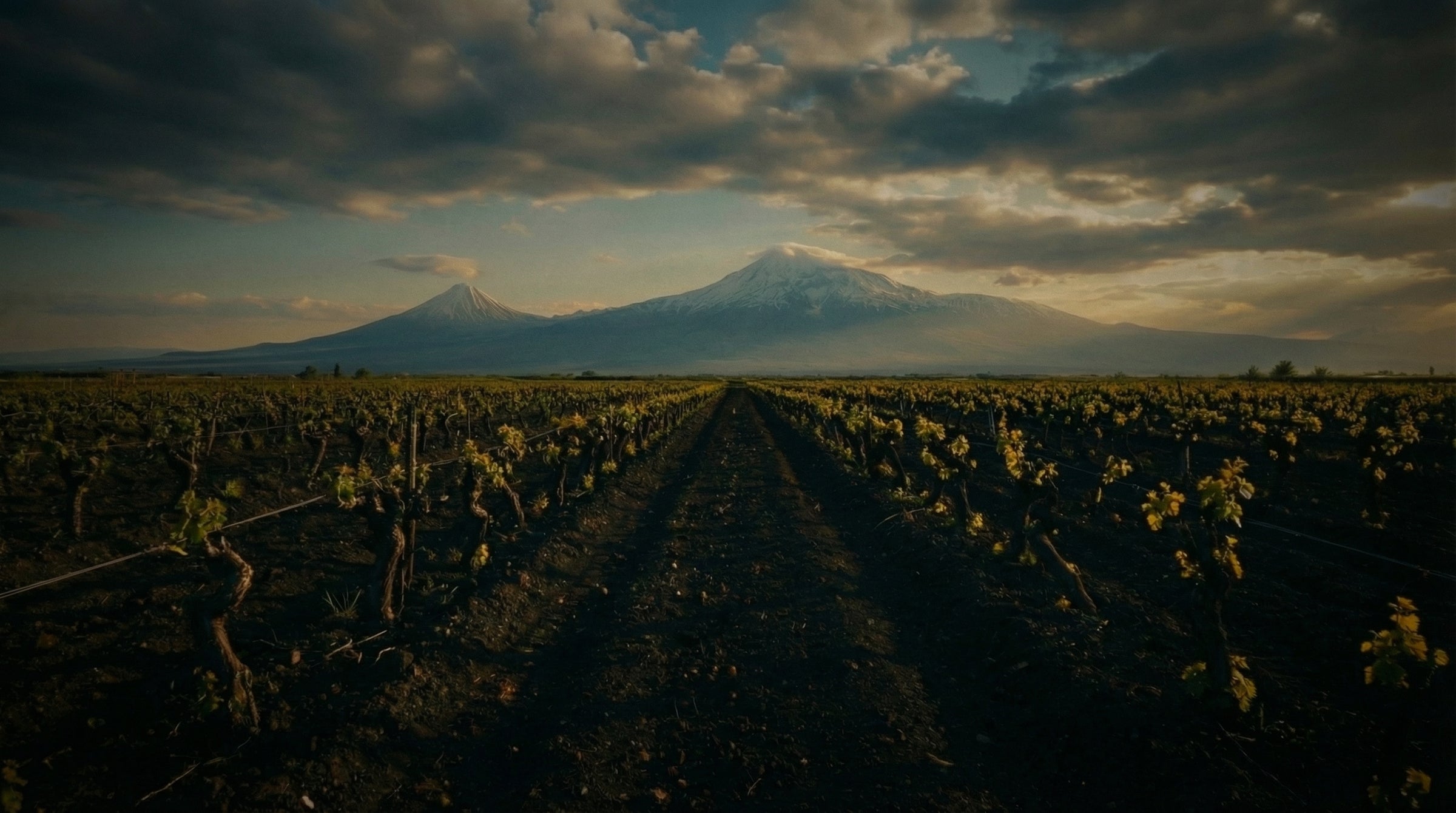 Vineyard with Mount Ararat of Armenia in the background under a cloudy sky
